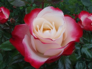 NOSTALGIA (hybrid tea)